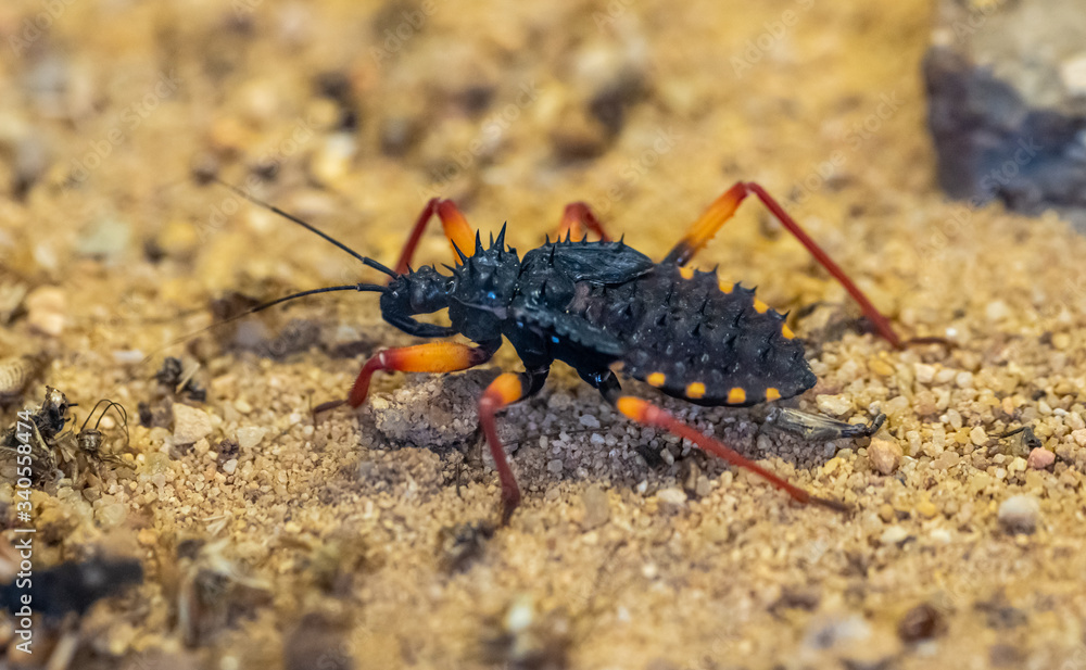 big exotic spiky bug of Reduviidae big exotic spiky bug of Reduviidae
