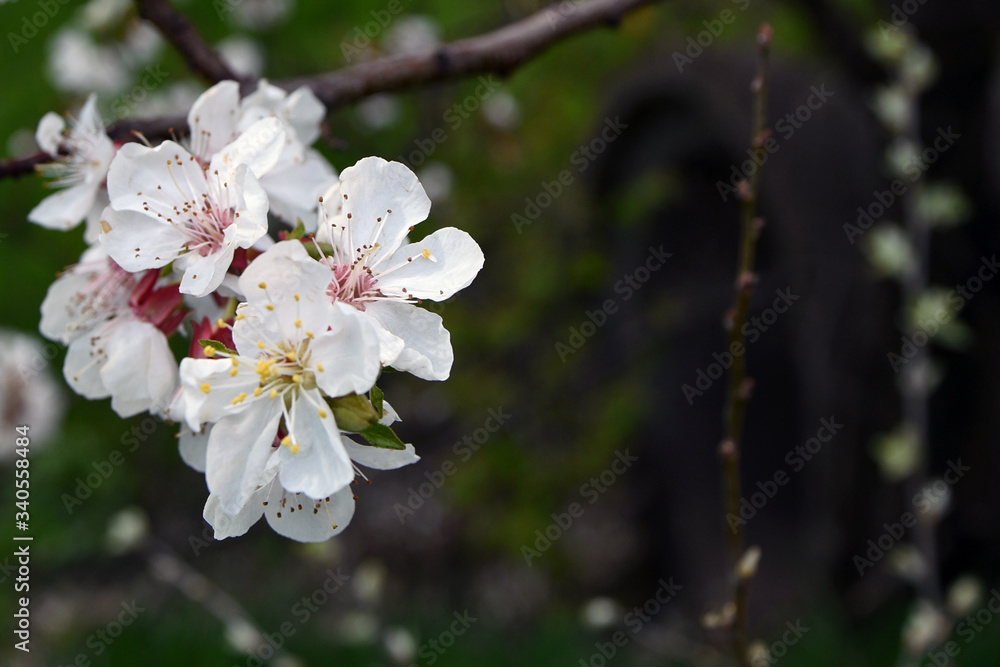 apple tree branch  blossom