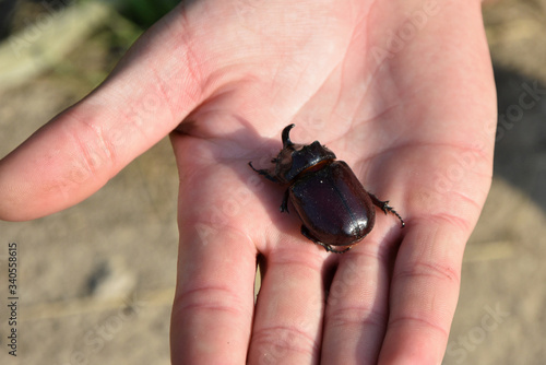 hand holding a beetle