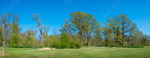 Panoramic over forests in the central city park in downtown of Magdeburg at early Spring, Germany