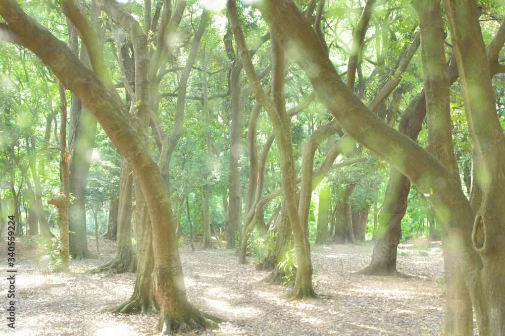 Fototapeta premium 東京都新宿区の公園の森の風景