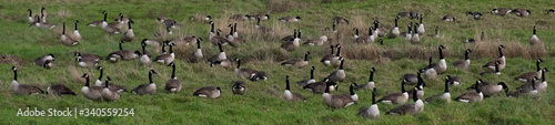 Geese