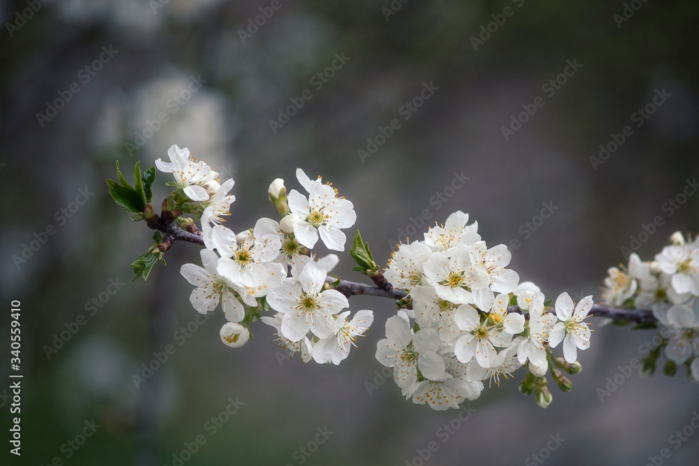 The branch of cherry tree blossom