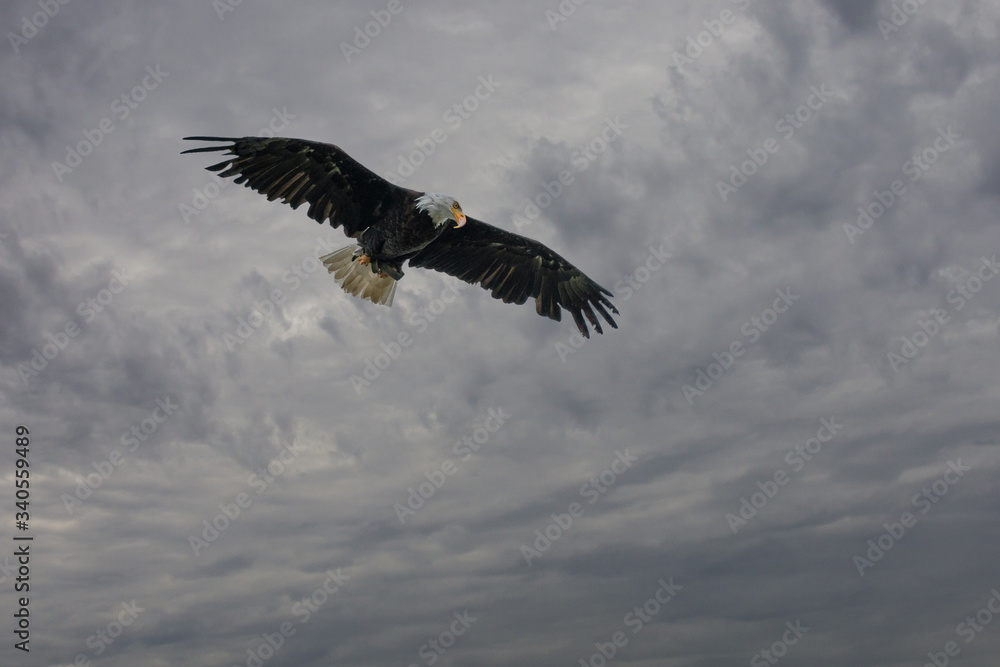 Obraz premium Weißkopfadler