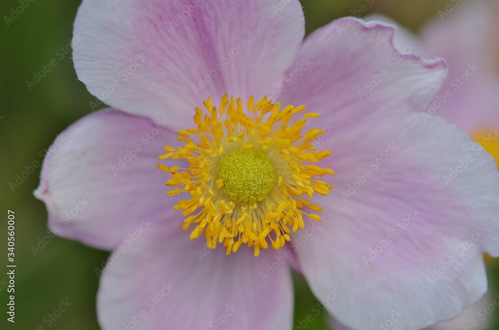 pink and yellow flower pink and yellow flower