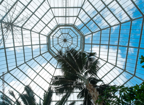 Glass ceiling palms