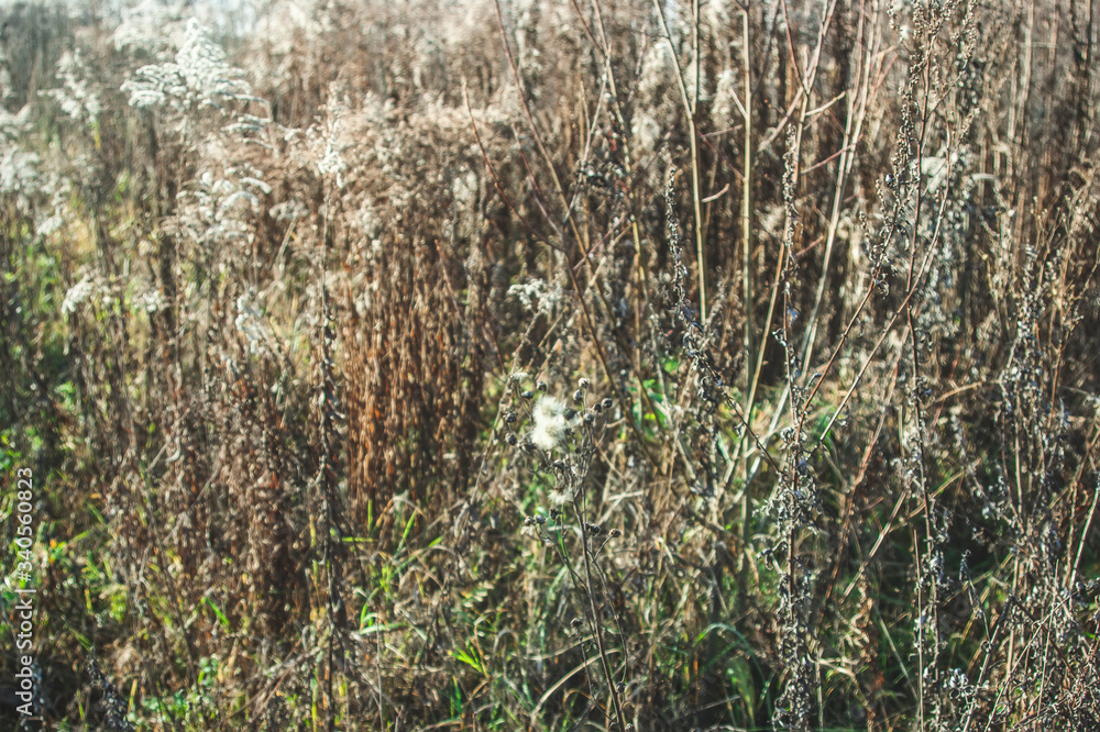wild fluffy grass in autumn on the roadside, Russia wild fluffy grass in autumn on the roadside, Russia