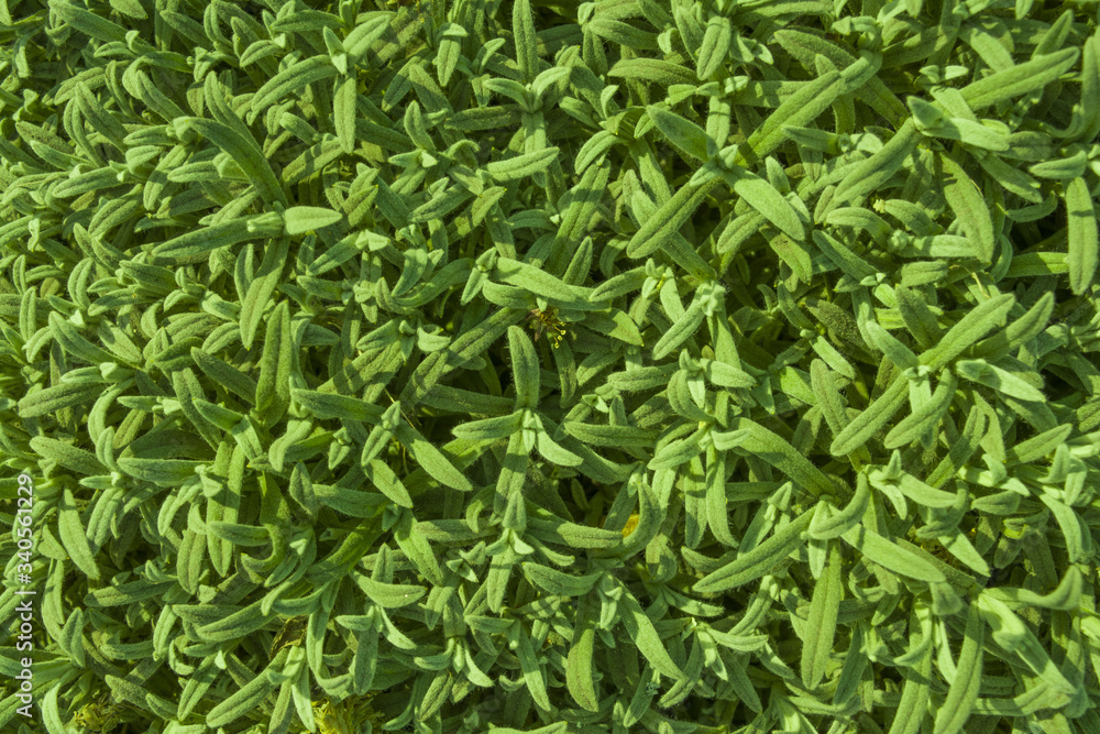 full screen background of green leafy grass full screen background of green leafy grass
