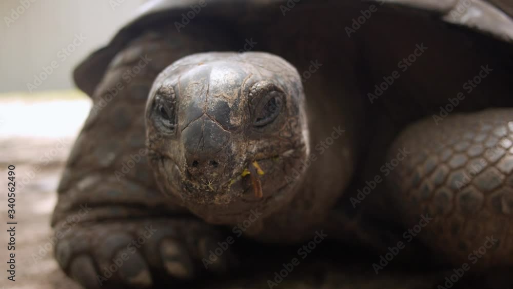 Close Up Shot of Aldabra Giant Tortoise Face Looking at Camera Blinking Close Up Shot of Aldabra Giant Tortoise Face Looking at Camera Blinking