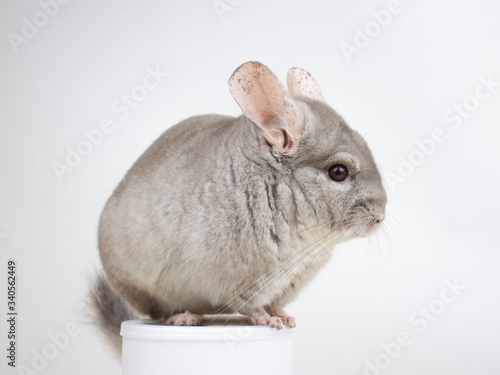 Cute furry chinchilla sitting on a tube studio white background