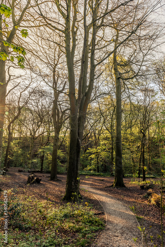 Borsdane Woods Local Nature Reserve, near Hindley, Wigan in Greater Manchester photographed early in the morning © Oliver