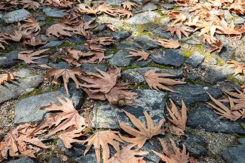 autumn, leaf, sycamore, cobblestone, season, yellow, nature, pavement, road, maple, grass, alley, dry, tree, park, ground, background, closeup, stone, abstract, texture, old, surface, color, lawn, lan
