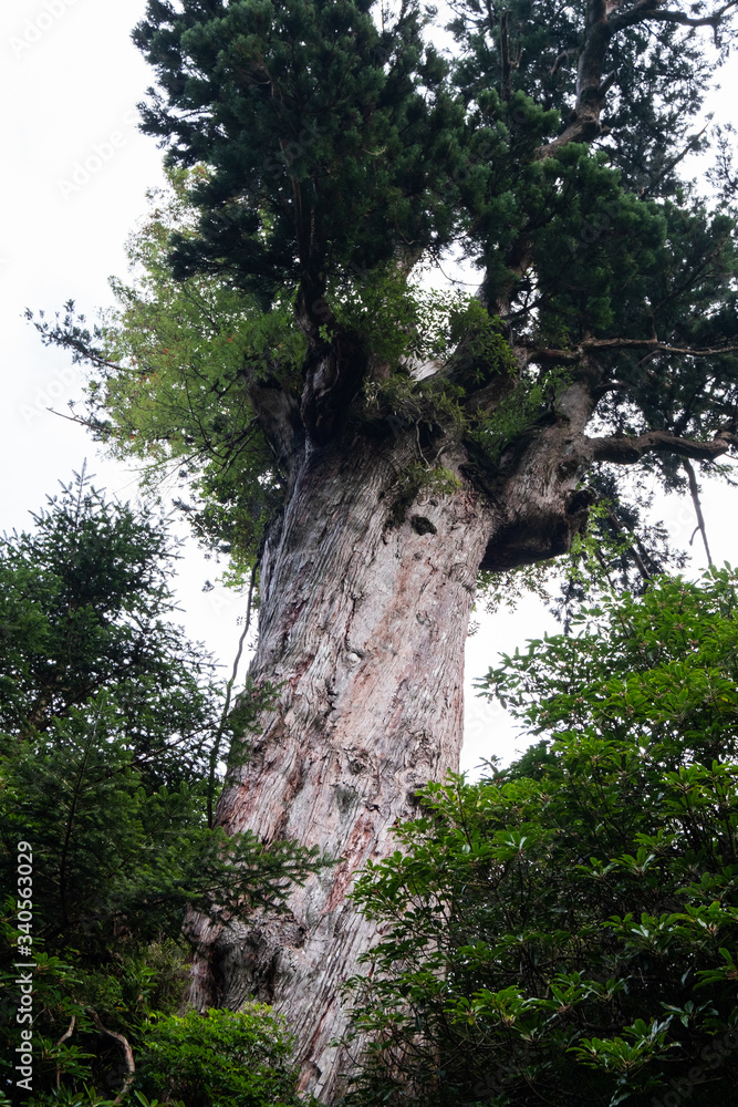 Fototapeta premium 屋久島自然世界遺産 