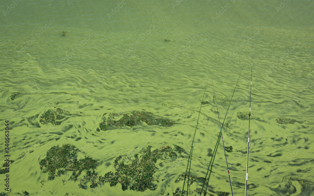Cyanobacteria of Tai Lake in China