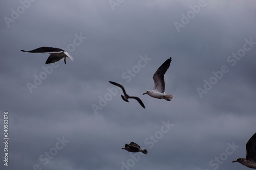Seagulls in the sky