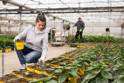 Hired workers grow flowers in potted in greenhouse