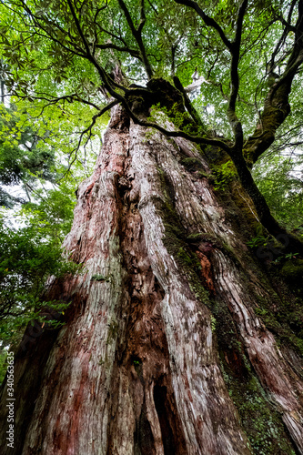 屋久島自然世界遺産

