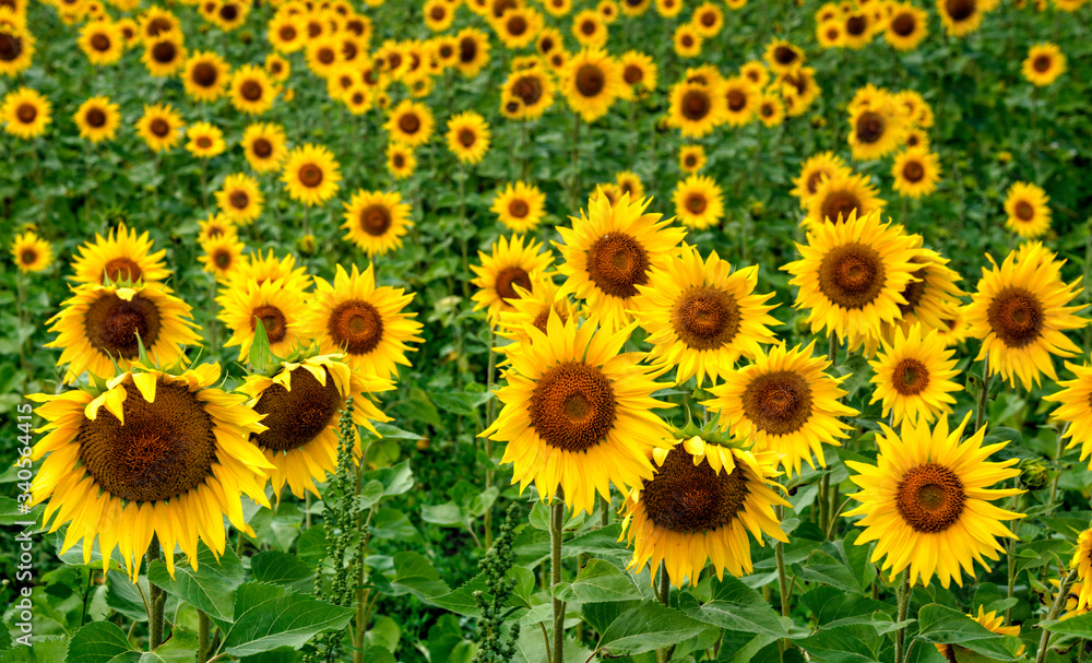 Champ de tournesols à Belcaire, France Champ de tournesols à Belcaire, France