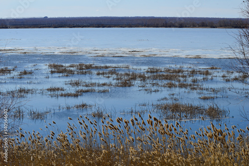 Frontal view from the shore to the lake through sedge thickets