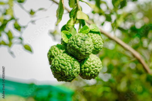 Green kaffir lime