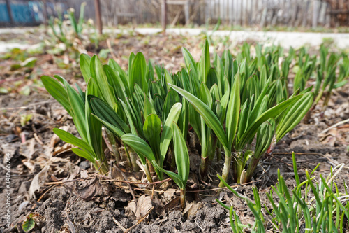 young shoots and wild garlic leaves in the garden, cultivation of slit in spring
