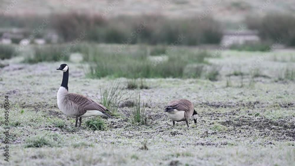 Canada goose couple search feed on the meadow with hoarfrost together, spring, (branta canadensis), germany Canada goose couple search feed on the meadow with hoarfrost together, spring, (branta canadensis), germany