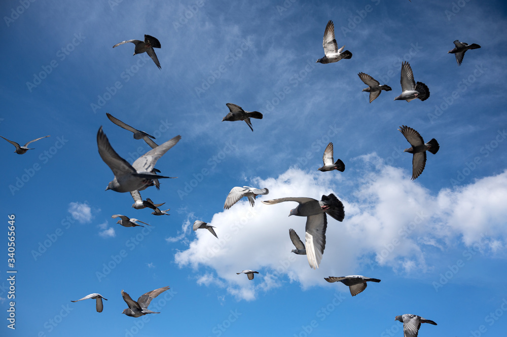 Fototapeta premium Flock of pigeons in the blue sky