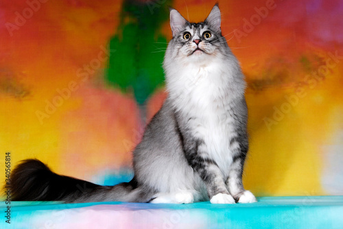 cat show on background full of color photo