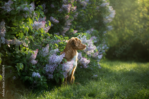 dog in flowers, lilac bushes. Portrait of a Nova Scotia Duck Tolling Retriever