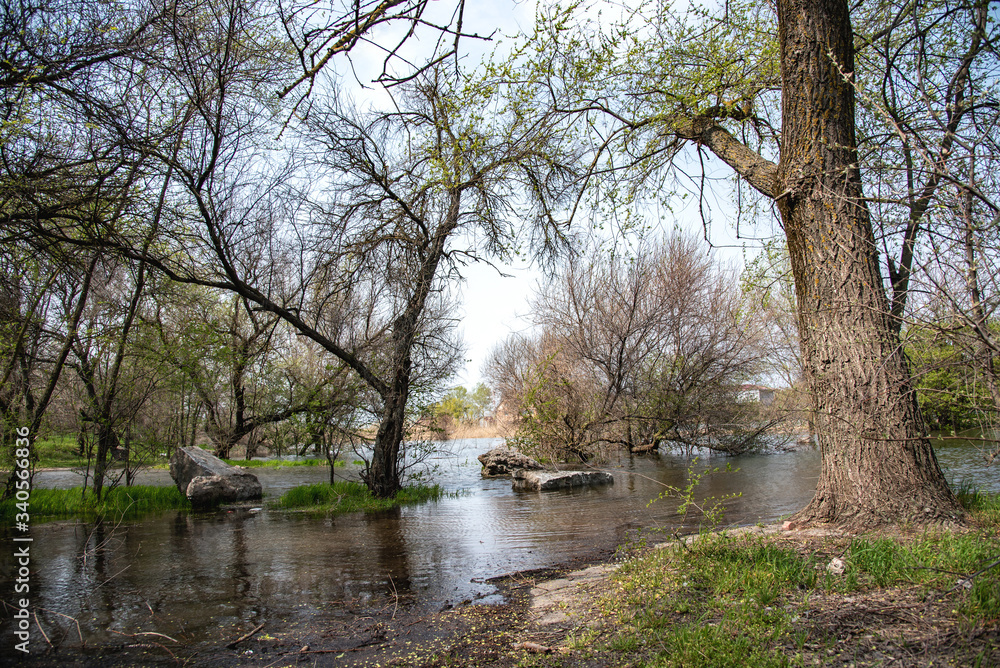 beautiful view of flooded trees in a grove in spring. stones and green islets in the water of the river overflowing the banks. dry dry trees beautiful view of flooded trees in a grove in spring. stones and green islets in the water of the river overflowing the banks. dry dry trees