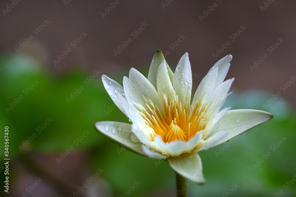 White water lily flower blooming and green leaf in the pond White water lily flower blooming and green leaf in the pond