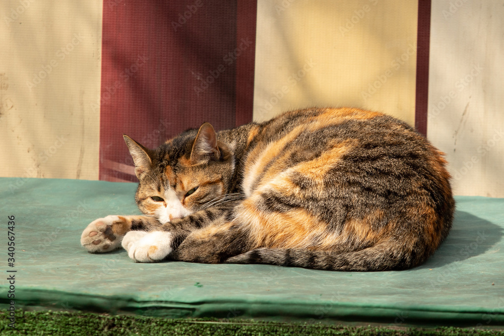 tabby cat with pure wool sleeps in the sun