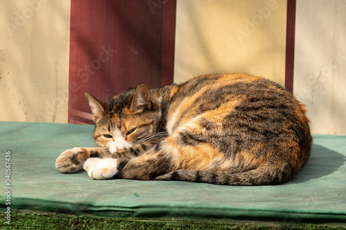 Obraz na płótnie tabby cat with pure wool sleeps in the sun w salonie