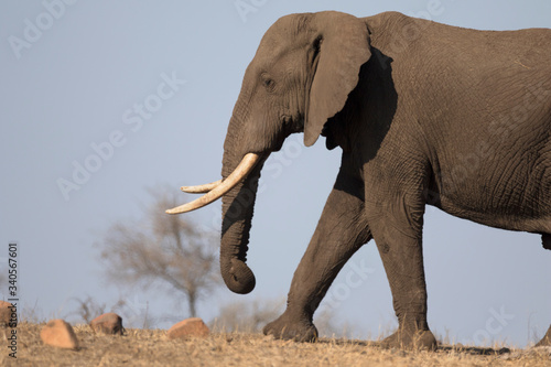 Mature elephant bull free in african landscape