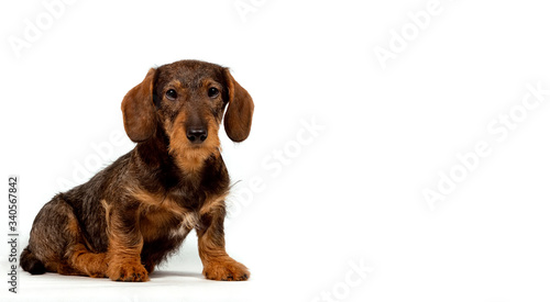 Bilde på lerret Beautiful dachshund puppy. Dog portrait