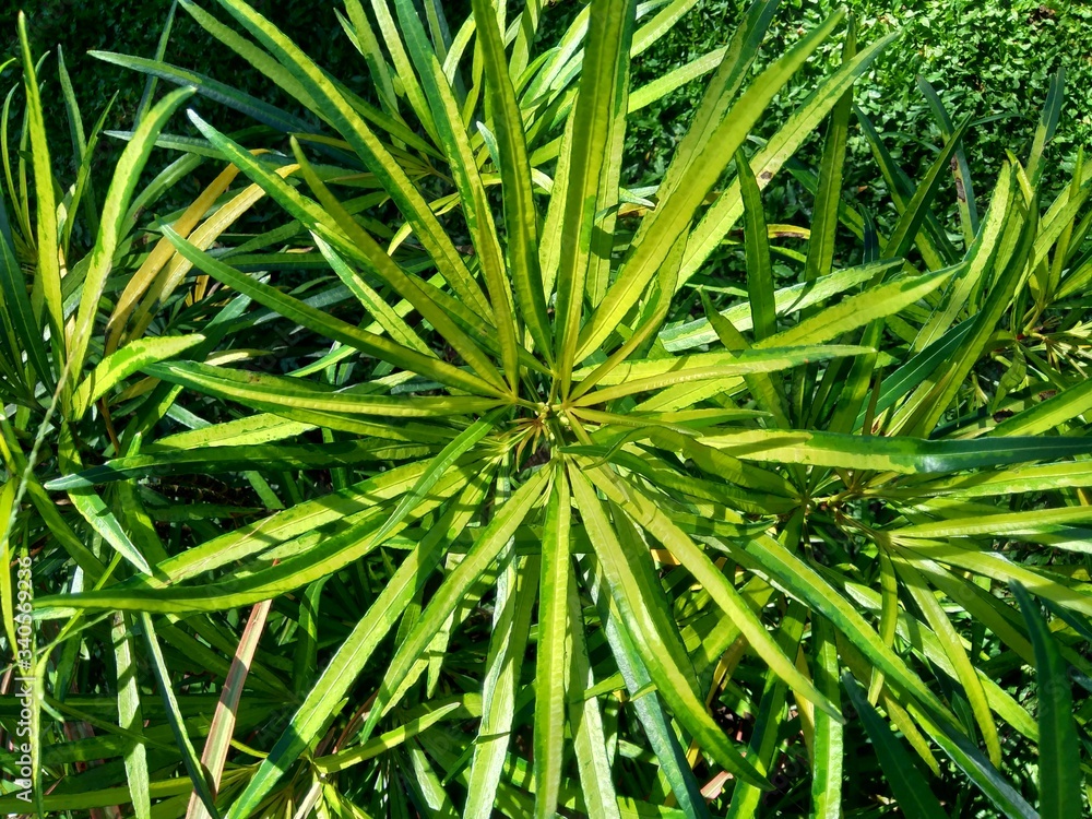 Osmoxylon lineare (ararea) flower with natural background Osmoxylon lineare (ararea) flower with natural background