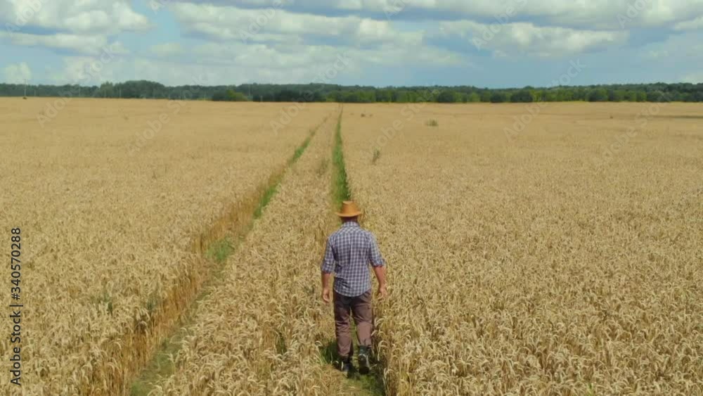 Farmer in Hat in Young Wheat Field and Examining Crop. Aerial View Man Walking Through Wheat Field. Wheat Field Farmer Walking Landscape Nature Agriculture Growth Drone Footage Man Sky. 4K UHD Farmer in Hat in Young Wheat Field and Examining Crop. Aerial View Man Walking Through Wheat Field. Wheat Field Farmer Walking Landscape Nature Agriculture Growth Drone Footage Man Sky. 4K UHD