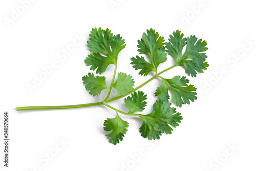 Coriander leaves isolated on a white background, are a popular vegetable for cooking.