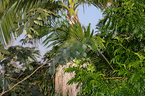 Palm against the sky