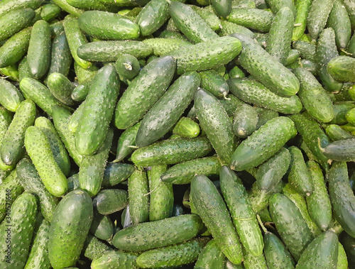 greenhouse cucumbers as a background
