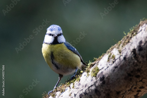 mésange bleue