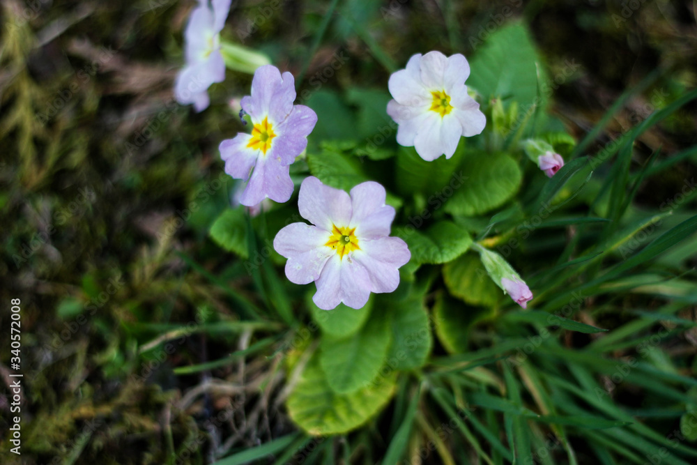 De jolies fleurs pour enrichir vos créations De jolies fleurs pour enrichir vos créations