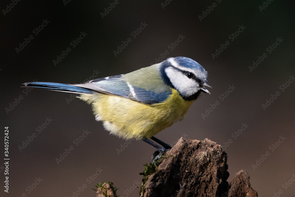 Obraz premium mésange bleue