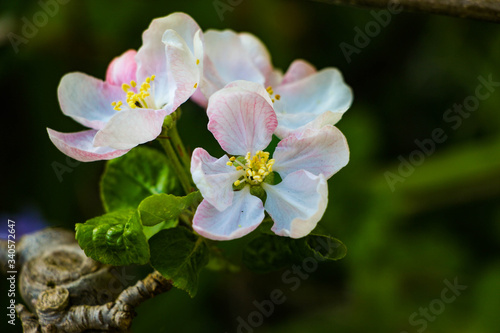 De jolies fleurs pour enrichir vos créations