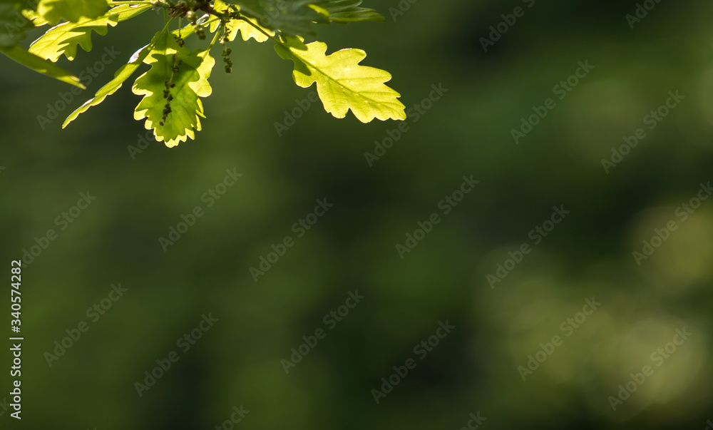 Fresh bright oak leaf, spring sprout in the woods. Green, vibrant background. Fresh bright oak leaf, spring sprout in the woods. Green, vibrant background.
