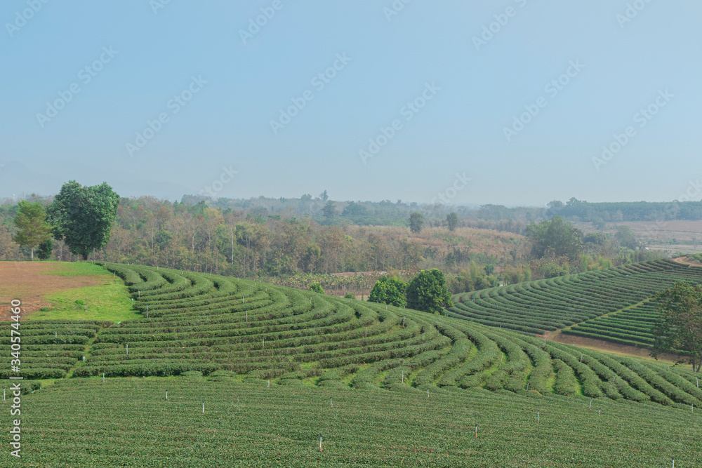 Green tea plantations in the fields are beautiful rows