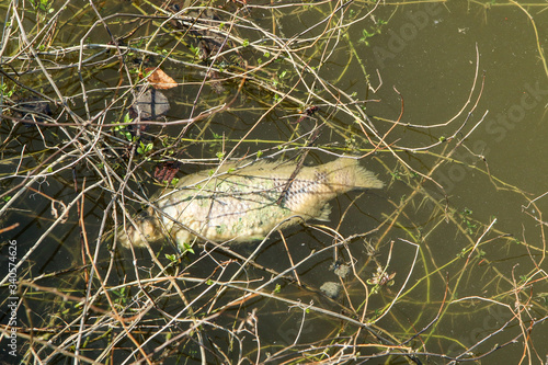 The dead fish in the pond lying with a waste and mess. Ugly symbol for pollution of the environment. 