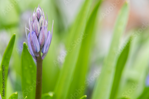 A detailed close up of a blue coloured bluebell just before it opens into it s signature shape