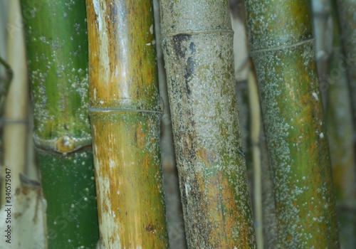 Photographie Close-up Of Bamboos