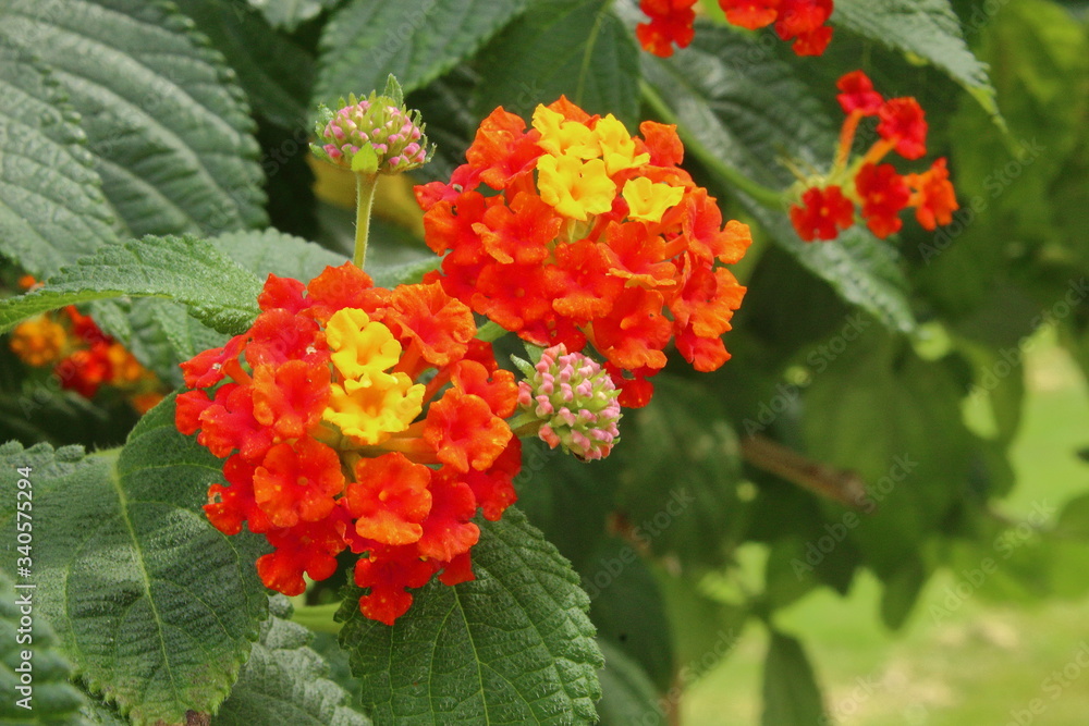 Wandelröschen orange